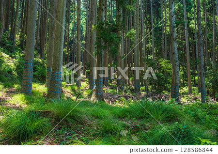 Coniferous forests of Lake Biwa in Nagahama, Shiga Prefecture 128586844