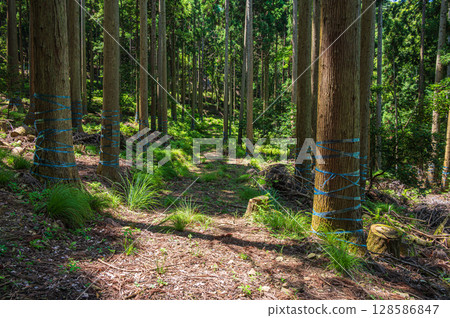 滋賀縣長濱市琵琶湖的針葉林 128586847