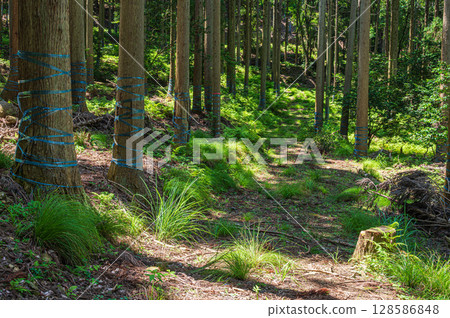 滋賀縣長濱市琵琶湖的針葉林 128586848