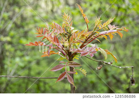 春天會長出紅色芽的日本椴樹 128586886