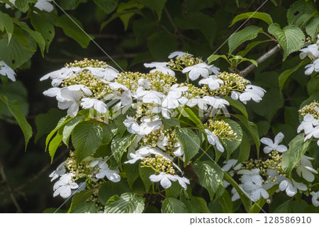 The pretty white flowers of the Japanese quince brighten up the early summer forest. The pretty white flowers of the Japanese quince brighten up the early summer forest. 128586910