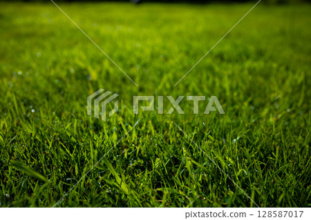 Close up view of lush green grass with morning dew Close up view of lush green grass with morning dew 128587017