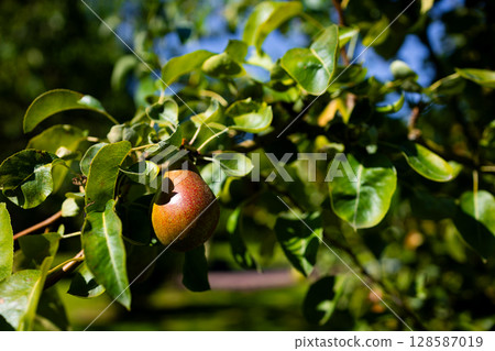 Ripe pear on tree branch with lush green leaves in sunlight Ripe pear on tree branch with lush green leaves in sunlight 128587019