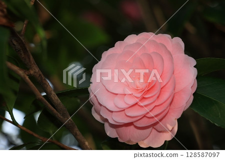 千層山茶花 128587097