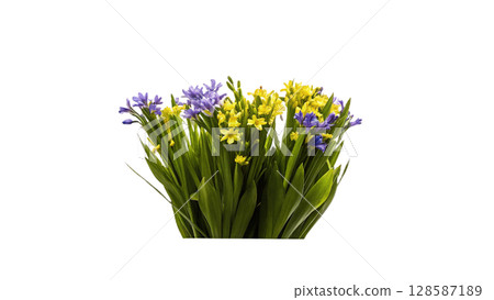 blue hyacinth flowers in vase isolated on white 128587189