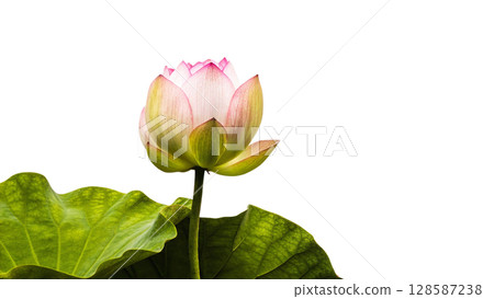 pink lotus flower isolated on white pink lotus flower isolated on white 128587238