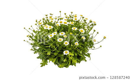 flowers on the white background flowers on the white background 128587240