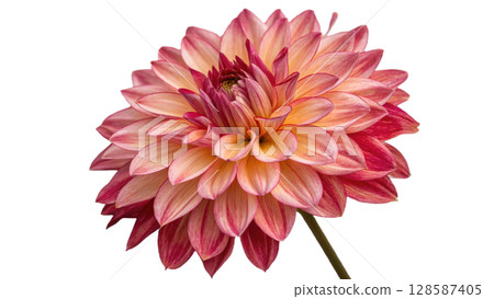 flower dahlia isolated on white background 128587405