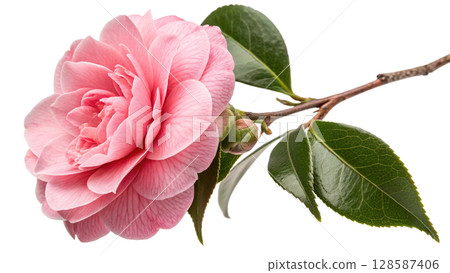 pink peony flower on white 128587406