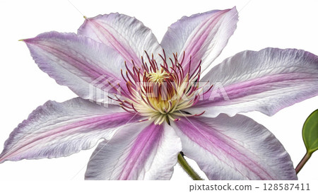 flower of a magnolia flower of a magnolia 128587411