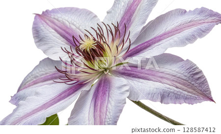 flowers of a orchid 128587412