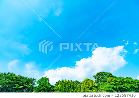 Blue sky, clouds and grove Blue sky, clouds and grove 128587436