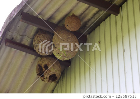 Wasp nest on the roof of a factory Wasp nest on the roof of a factory 128587515