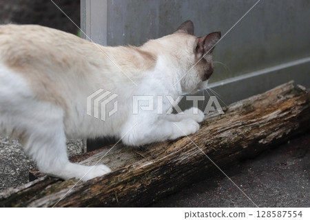 A cat scratching its claws with a wooden stick A cat scratching its claws with a wooden stick 128587554