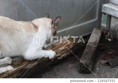 A cat scratching its claws with a wooden stick A cat scratching its claws with a wooden stick 128587555
