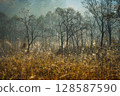 Late autumn forest shrouded in mist 128587590