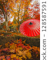 Wagasu and autumn leaves 128587591
