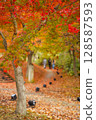 dyed in autumn leaves 128587593