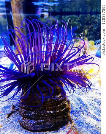 "Anthocephalus" at Shimoda Aquarium 128587893
