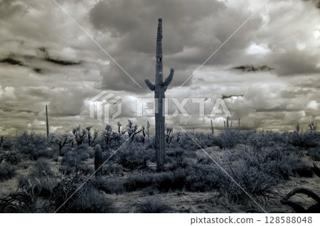 Sonoran Desert Arizona in Infrared Sonoran Desert Arizona in Infrared 128588048