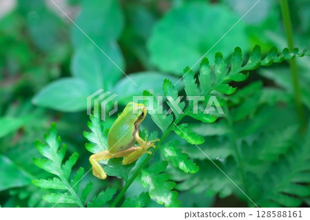 A tiny Japanese tree frog that has just metamorphosed A tiny Japanese tree frog that has just metamorphosed 128588161