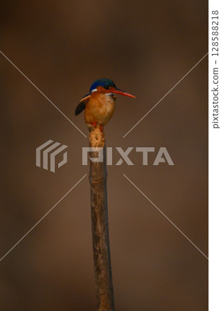 Malachite kingfisher flutters wings on bamboo post 128588218