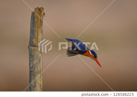 Malachite kingfisher flying off post to fish 128588223