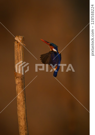 Malachite kingfisher flying towards post from below 128588224
