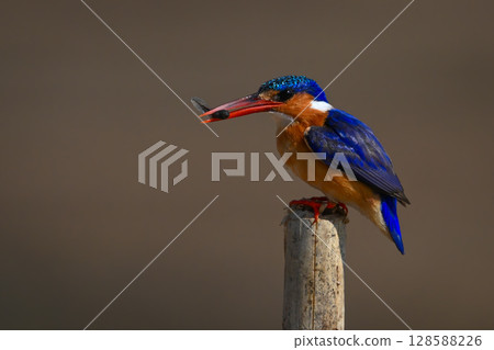 Malachite kingfisher holds bug on sawn-off post Malachite kingfisher holds bug on sawn-off post 128588226
