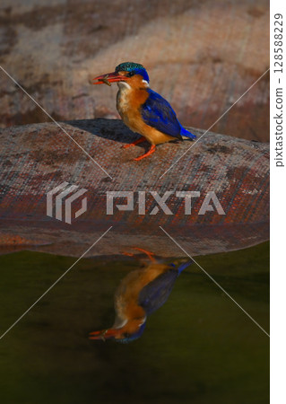 Malachite kingfisher holds bug reflected in river 128588229