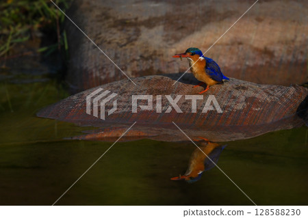 Malachite kingfisher holds bug reflected in water 128588230