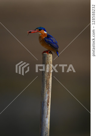Malachite kingfisher holds insect on sawn-off post Malachite kingfisher holds insect on sawn-off post 128588232
