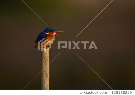 Malachite kingfisher hunches down on wood post 128588239