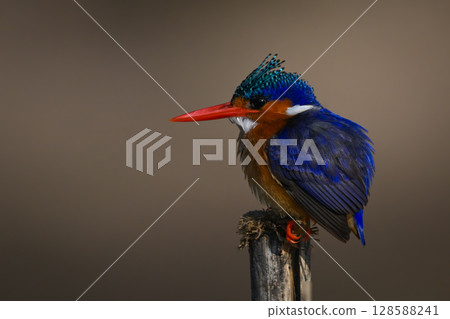Malachite kingfisher hunches shoulders on split post 128588241