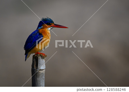 Malachite kingfisher in profile on bamboo post Malachite kingfisher in profile on bamboo post 128588246