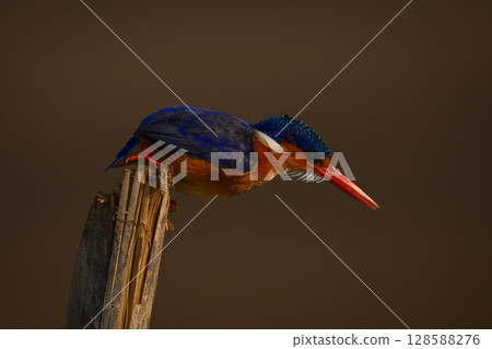 Malachite kingfisher leans forward on split post 128588276