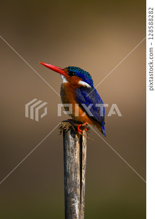 Malachite kingfisher lifts beak on split post Malachite kingfisher lifts beak on split post 128588282