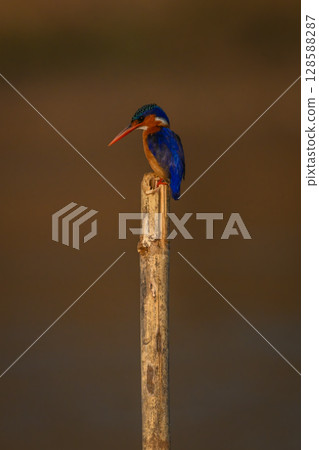 Malachite kingfisher looking down from guano-stained post 128588287
