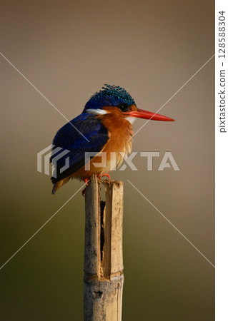 Malachite kingfisher looking right on wood post 128588304