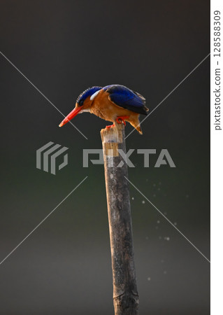 Malachite kingfisher looks down from bamboo post Malachite kingfisher looks down from bamboo post 128588309