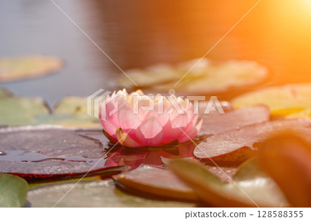 Pink lotus water lily flower in pond, waterlily with green leaves blooming 128588355