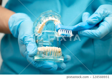 Asian dentist holding dental teeth model for learn about dentistry. Asian dentist holding dental teeth model for learn about dentistry. 128588931
