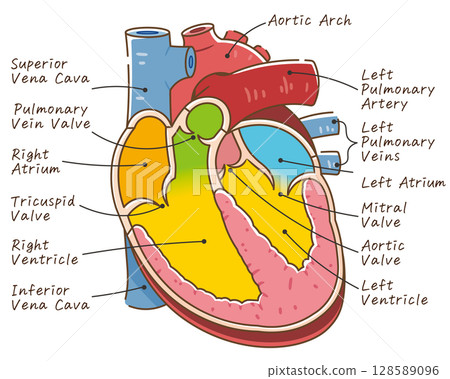 Cross section of the heart 128589096