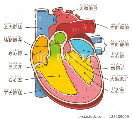 心臟的橫切面 心臟的橫切面 128589099