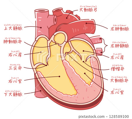 心臟的橫切面 128589100