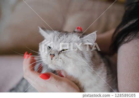 The woman's red nails stand out against the gray cat's soft fur The woman's red nails stand out against the gray cat's soft fur 128589105