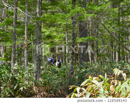 Tourists hiking on a forest trail in Kamikochi, a popular tourist spot in summer 128589143