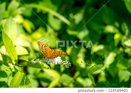 夏日－豹紋蝴蝶棲息在老虎的尾巴上 128589405