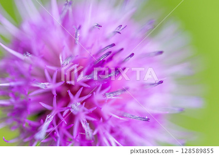 Summer Day ~Close-up of thistle~ 128589855