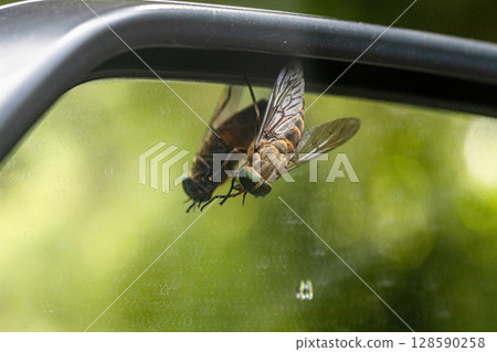 A horsefly resting on the car's door mirror A horsefly resting on the car's door mirror 128590258
